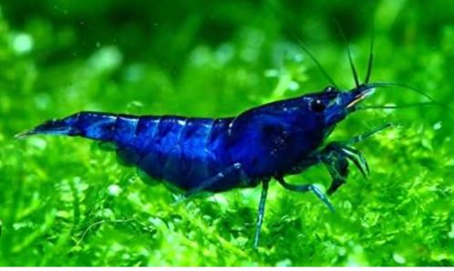 Blue Dream - Blauwe zoetwater garnaal / garnalen, Animaux & Accessoires, Poissons | Poissons d'aquarium, Poisson d'eau douce, Homard, Crabe ou Crevette