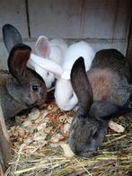 4 mooie gezonde konijnen , type vleeskonijn , kweekkonijn ,, Dieren en Toebehoren, Meerdere dieren, Middelgroot, 0 tot 2 jaar