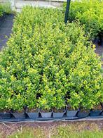Buxus vervanger, Tuin en Terras, Ophalen, Buxus