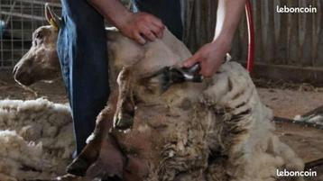 TONDEUR DE MOUTONS  ET ENTRETIEN CAPRINS beschikbaar voor biedingen