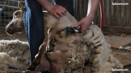 TONDEUR DE MOUTONS  ET ENTRETIEN CAPRINS, Dieren en Toebehoren, Overige Dieren
