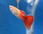 Guppen Albino Red Tail, Dieren en Toebehoren, Vissen | Aquariumvissen, Vis, Zoetwatervis, Schoolvis