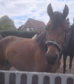 Te koop 3 jarige merrie, Dieren en Toebehoren, Merrie