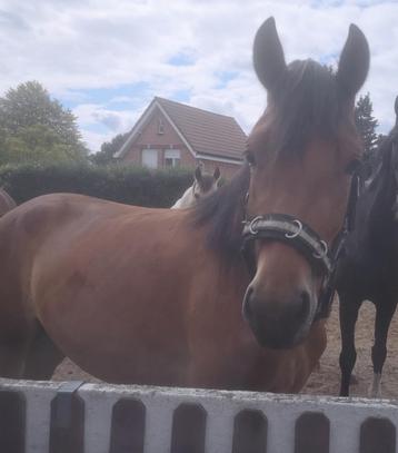 Te koop 3 jarige merrie, Jument