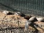 Chinese dwergkwartels, ook losse hennen, Dieren en Toebehoren