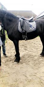 Prestige Top Dressage, Dieren en Toebehoren, Ophalen, Zo goed als nieuw
