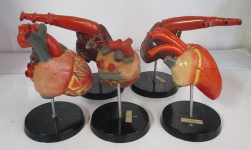 antieke anatomische modellen van harten van dieren  5, Antiek en Kunst, Curiosa en Brocante, Verzenden