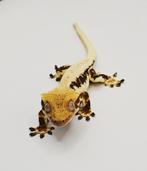 Wimpergekko man lilly white, Dieren en Toebehoren, Reptielen en Amfibieën, Hagedis, Tam, 0 tot 2 jaar