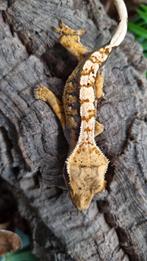 Wimpergekko, Dieren en Toebehoren