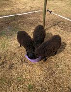 Zwarte schapen - ouessant, Dieren en Toebehoren, Meerdere dieren, Schaap, 0 tot 2 jaar