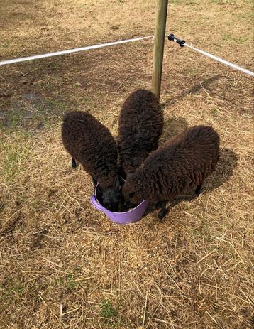 Zwarte schapen - ouessant beschikbaar voor biedingen