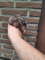 Jong goudhamster mannetje, Augustus, Hamster