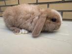 Baby konijn meisje, Dieren en Toebehoren, Konijnen, Vrouwelijk, Klein, Hangoor, 0 tot 2 jaar