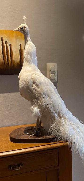 Opgezette witte pauw beschikbaar voor biedingen