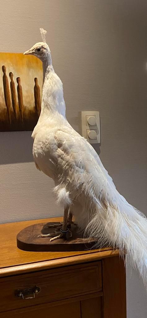 Opgezette witte pauw, Verzamelen, Dierenverzamelingen, Gebruikt, Ophalen