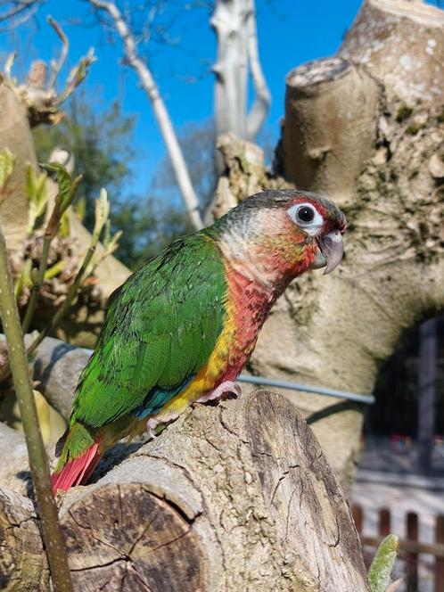 Tamme pyrrhura, Dieren en Toebehoren, Vogels | Parkieten en Papegaaien