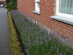dikke bossen lavendel ,uit volle grond 1€ en 1.50€, Tuin en Terras, Volle zon, Vaste plant, Zomer, Ophalen