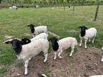 Ramlammeren te koop, Dieren en Toebehoren