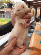Angora fretjes, Mei, Meerdere dieren