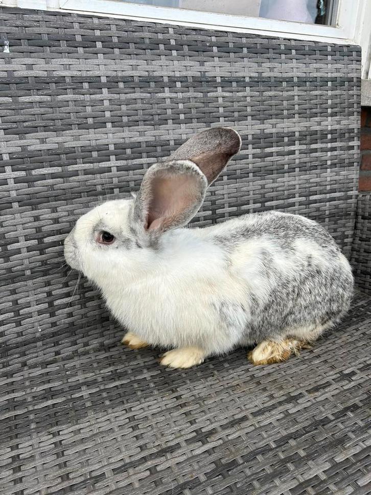 Duitse reuzen, Dieren en Toebehoren, Konijnen, Groot, Meerdere dieren, 0 tot 2 jaar