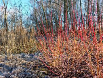 Cornus sanguinea winter beauty 