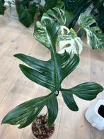 Philodendron Florida Beauty, Huis en Inrichting, Kamerplanten, Ophalen