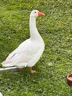 Witte gans, Dieren en Toebehoren, Pluimvee, Mannelijk
