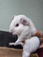 Cavia beertje, Dieren en Toebehoren, Knaagdieren, Augustus, Mannelijk, Cavia
