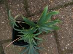 heleborus, Winter, Vaste plant, Ophalen