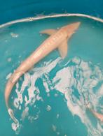Albino steurs 30/35 cm, Dieren en Toebehoren, Vissen | Vijvervissen
