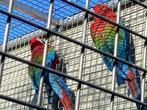 Kweekkoppel groenvleugelara, Dieren en Toebehoren, Vogels | Parkieten en Papegaaien, Meerdere dieren, Papegaai, Geringd