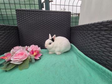 Mooi lief Mini kleurdwergje rammetje
 beschikbaar voor biedingen