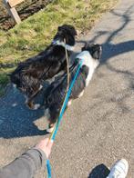 Peggy en shenzi, Dieren en Toebehoren, Honden | Herdershonden en Veedrijvers, België, Teef, CDV (hondenziekte), Meerdere