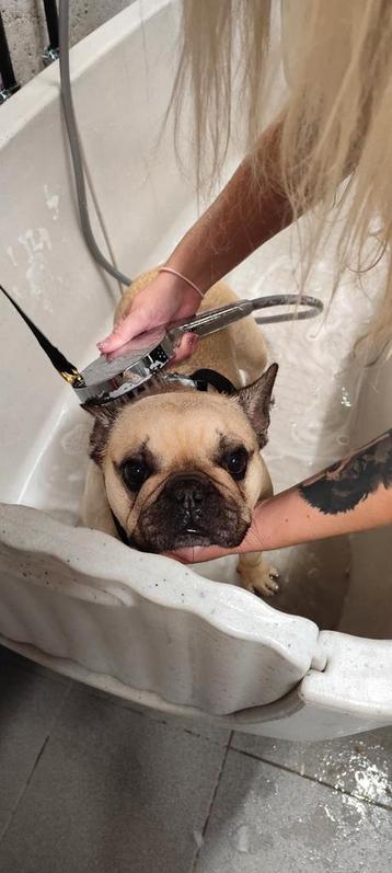 Hondmodellen gezocht beschikbaar voor biedingen