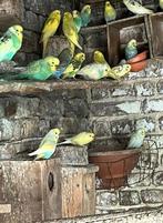 Parkieten, Dieren en Toebehoren, Mannelijk, Parkiet