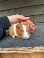 Cavia zeugje te koop, Dieren en Toebehoren, Knaagdieren, Oktober, Vrouwelijk, Cavia