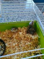 Russische dwerghamsters, Dieren en Toebehoren, Knaagdieren, Augustus, Meerdere dieren, Hamster