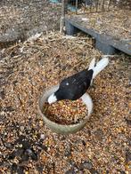 Jong sierduifje, Dieren en Toebehoren, Vogels | Duiven, Geslacht onbekend, Postduif