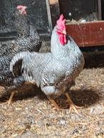 Prachtige amrock haan, Dieren en Toebehoren, Mannelijk, Kip