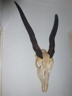 Eland Antilope schedel hoorns, Verzamelen, Dierenverzamelingen, Wild dier, Ophalen of Verzenden, Zo goed als nieuw, Schedel