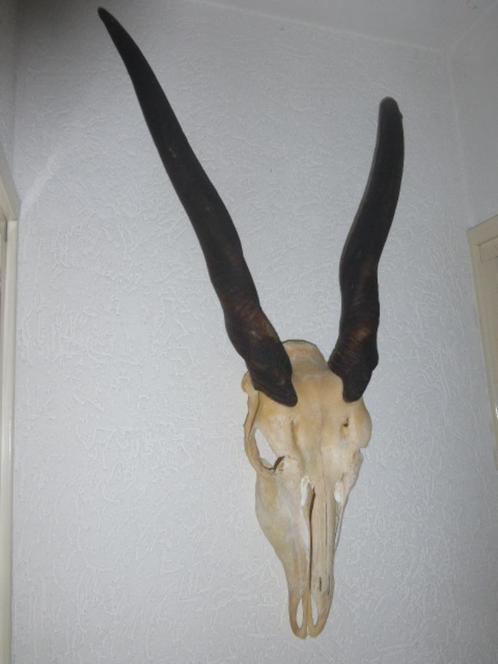 Cornes de crâne d'antilope de wapiti, Collections, Collections Animaux, Comme neuf, Crâne, Animal sauvage, Enlèvement ou Envoi
