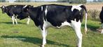3 drachtige kalfsvaarzen, Dieren en Toebehoren, Runderen