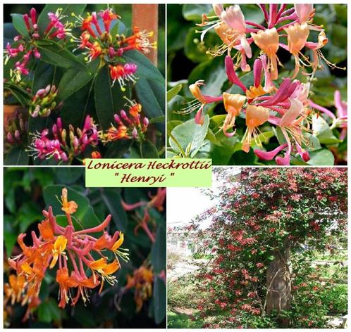 CHÈVREFEUILLES ORANMENTALS  Grimpantes, Masse de fleurs!!!, Jardin & Terrasse, Plantes | Jardin, Plante fixe, Plantes grimpantes