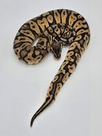 Super pastel 100% het desert ghost 50% het clown, Dieren en Toebehoren, Reptielen en Amfibieën, Slang, 0 tot 2 jaar, Tam