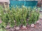 Conifères Thuja, Jardin & Terrasse, Enlèvement, Plante fixe