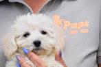 Bichon frisé  pups, 15 weken tot 1 jaar, Overige rassen, Buitenland, CDV (hondenziekte)