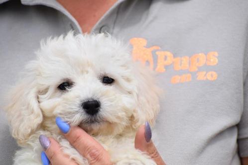 Bichon frisé  pups, Dieren en Toebehoren, Honden | Chihuahua's en Gezelschapshonden, Meerdere dieren, Overige rassen, Fokker | Professioneel