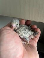 Jonge tamme grasparkiet, Dieren en Toebehoren, Vogels | Parkieten en Papegaaien, Geslacht onbekend, Parkiet, Geringd