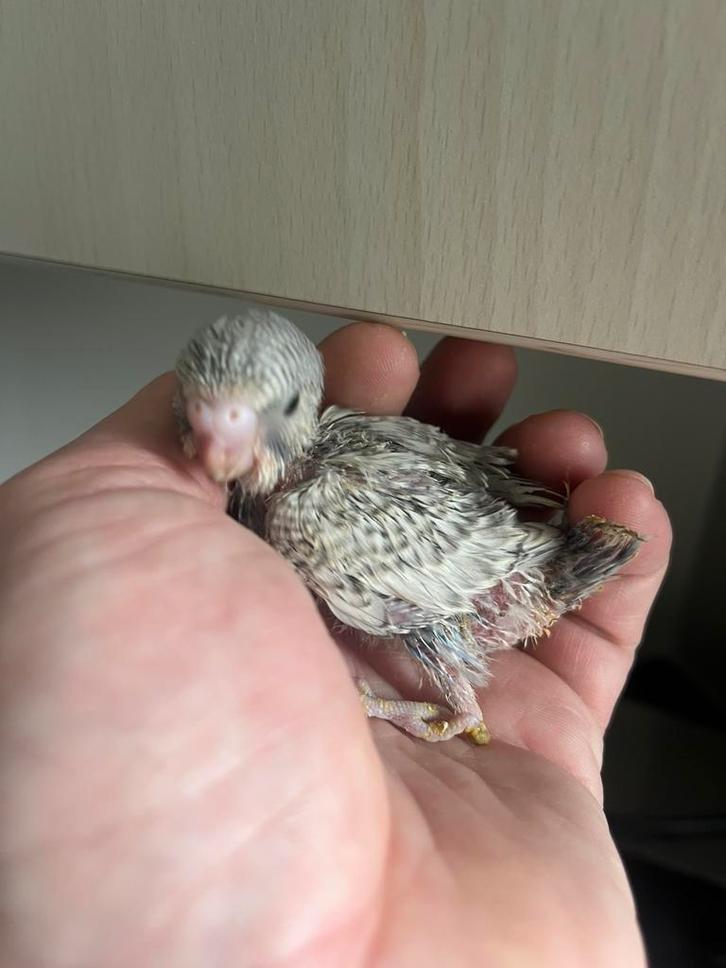 Jonge tamme grasparkiet, Animaux & Accessoires, Oiseaux | Perruches & Perroquets, Perruche, Sexe inconnu, Domestique, Bagué