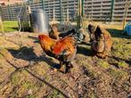 Brahma goudpatrijs haan, Dieren en Toebehoren, Pluimvee